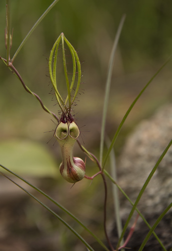 Ceropegia spiralis (Spiral ceropegia) — photo