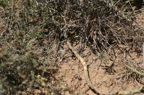 Ceropegia stapeliiformis subsp. serpentina (Serpent ceropegia) — photo