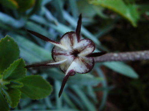 Ceropegia stapeliiformis subsp. serpentina