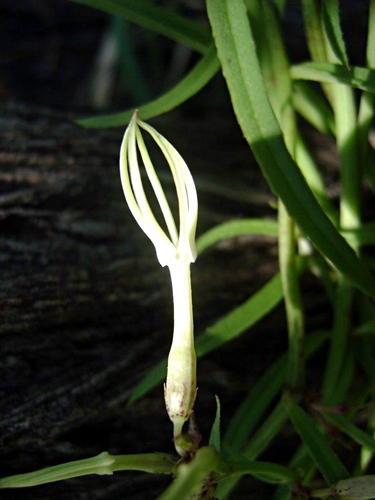 Ceropegia stenantha — photo