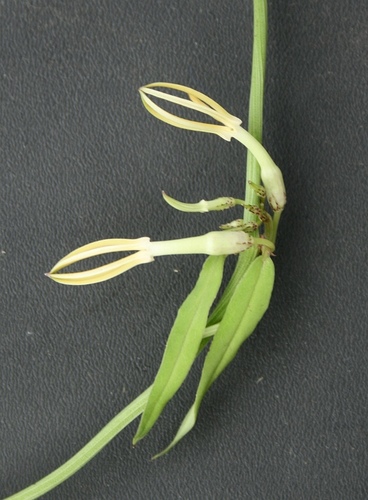 Ceropegia stenantha — photo