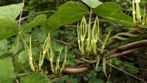 Ceropegia stenantha