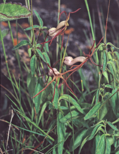 Ceropegia stenoloba — photo