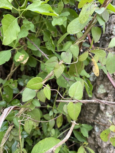 Ceropegia woodii (Chain of hearts) — photo