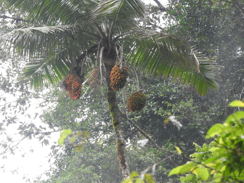 Ceroxylon alpinum (Wax palm) — photo