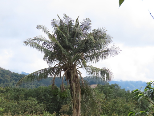 Ceroxylon alpinum (Wax palm) — photo