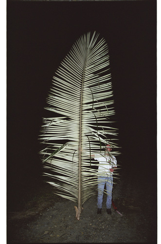 Ceroxylon amazonicum (Paik') — photo