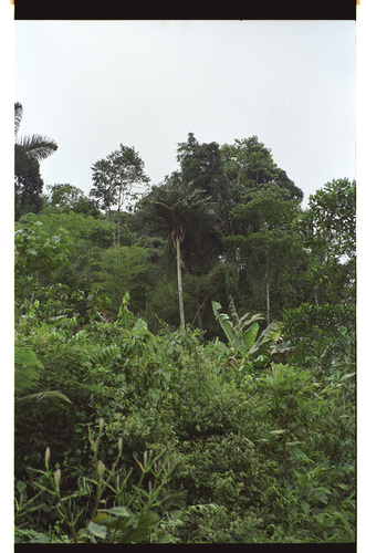 Ceroxylon amazonicum (Paik') — photo