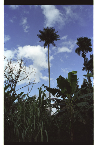 Ceroxylon amazonicum