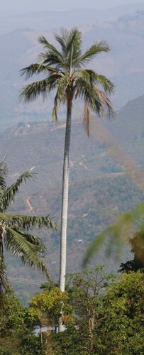 Ceroxylon ceriferum — photo
