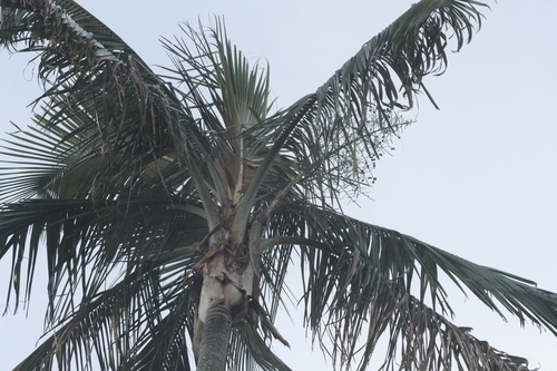 Ceroxylon ceriferum — photo