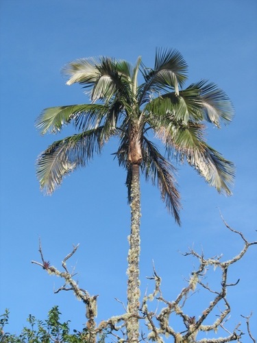 Ceroxylon ceriferum