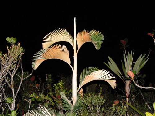 Ceroxylon parvifrons — photo