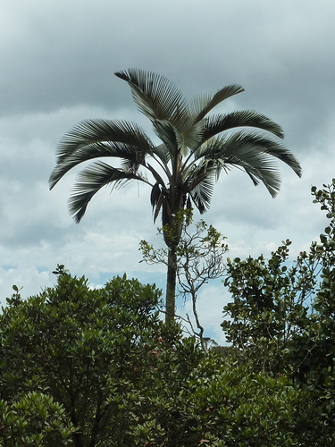 Ceroxylon parvifrons