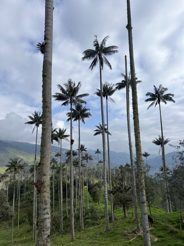 Ceroxylon quindiuense