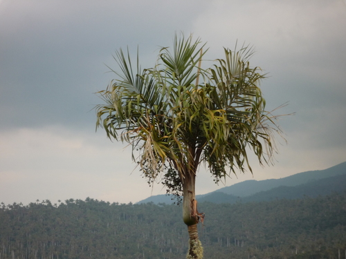 Ceroxylon vogelianum (Coco) — photo