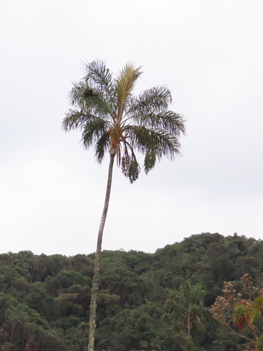 Ceroxylon vogelianum (Coco) — photo