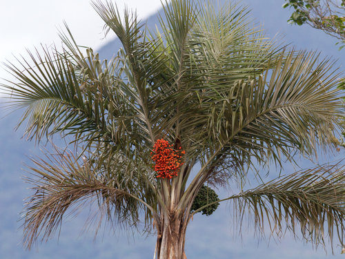 Ceroxylon vogelianum