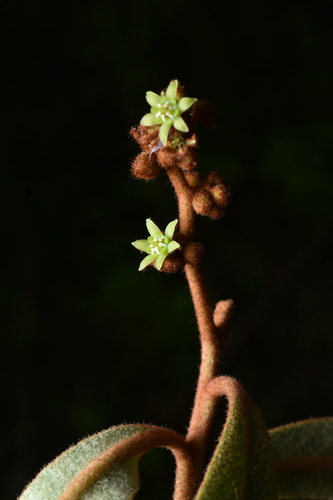 Cervantesia tomentosa — photo