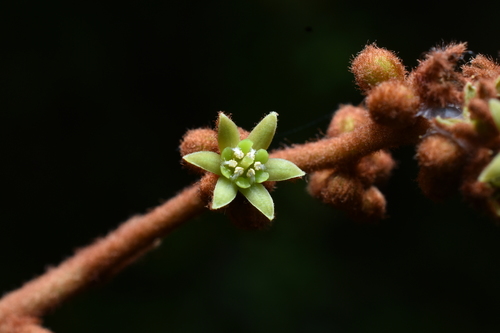 Cervantesia tomentosa — photo
