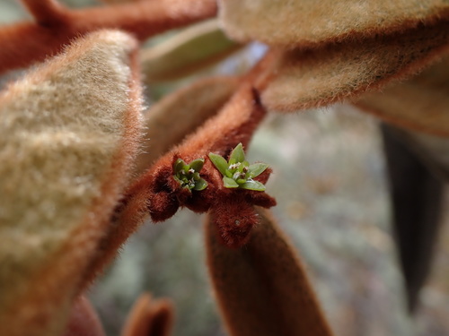 Cervantesia tomentosa