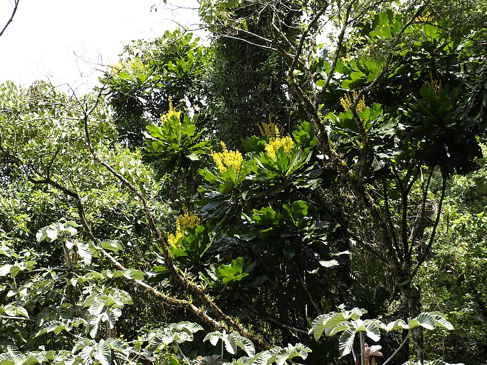 Cespedesia spathulata