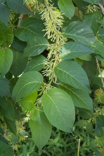 Cestrum latifolium (Bitter greens) — photo