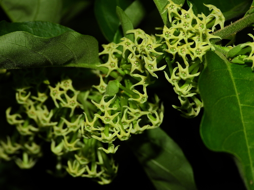 Cestrum latifolium (Bitter greens) — photo