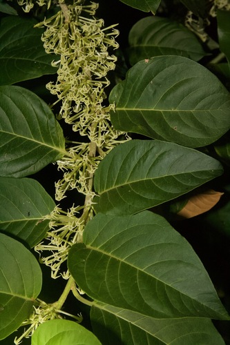 Cestrum latifolium