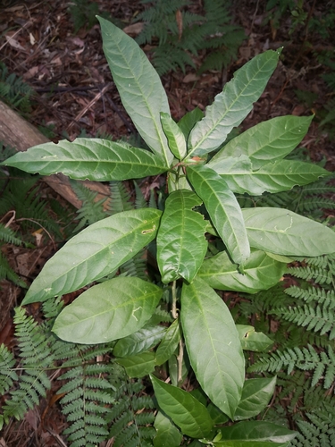 Cestrum nocturnum (Night-flowering Cestrum) — photo