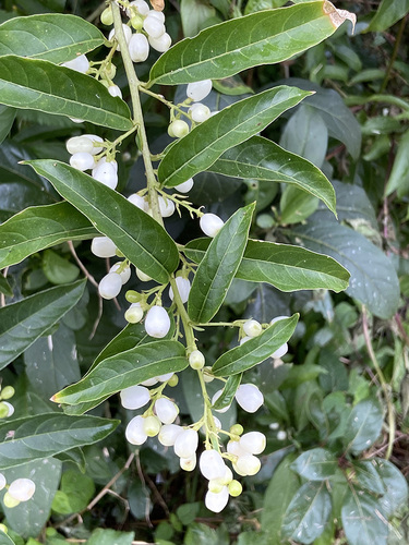 Cestrum nocturnum (Night-flowering Cestrum) — photo