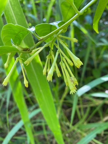 Cestrum nocturnum
