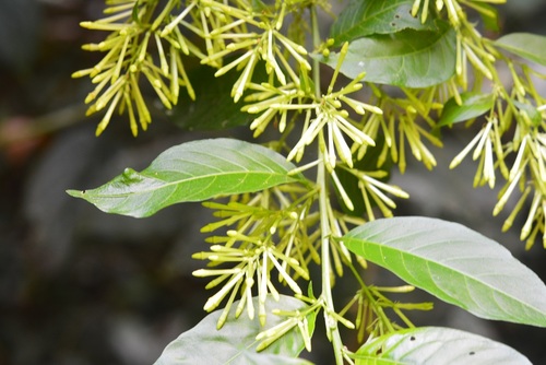 Cestrum racemosum (Zorrillo) — photo