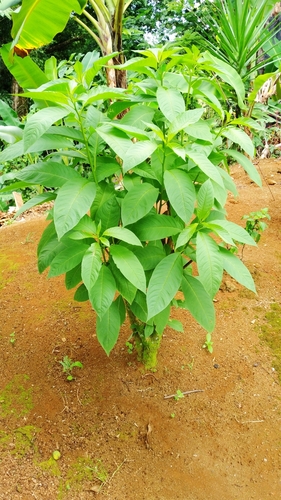 Cestrum racemosum (Zorrillo) — photo