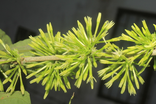 Cestrum racemosum