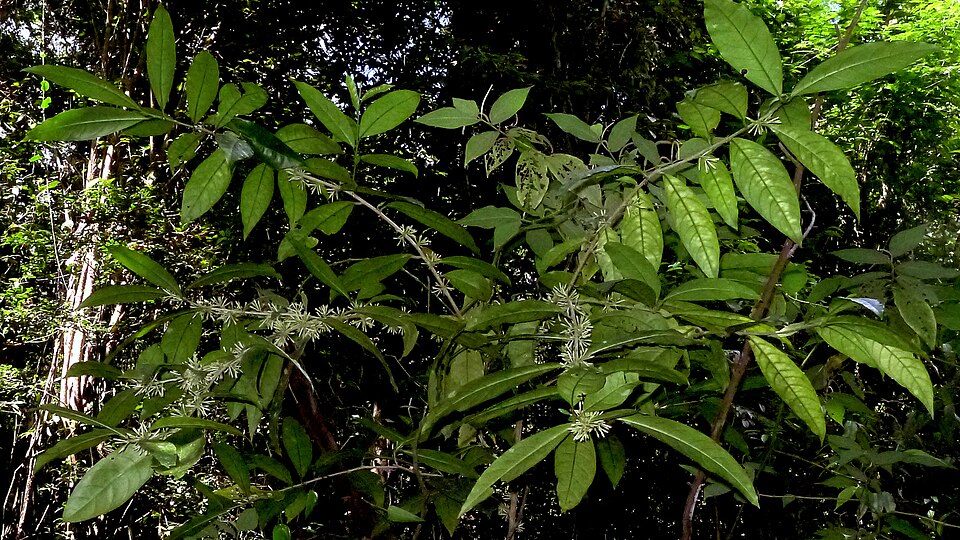 Cestrum schlechtendahlii — photo