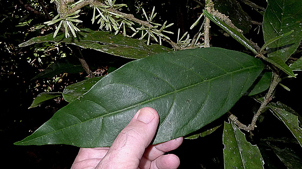 Cestrum schlechtendahlii