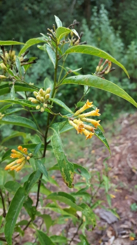 Cestrum thyrsoideum (Green cestrum) — photo