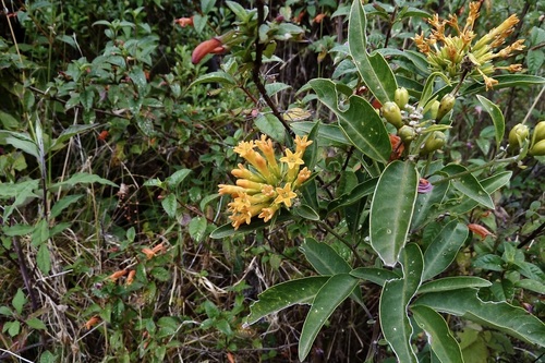 Cestrum thyrsoideum (Green cestrum) — photo