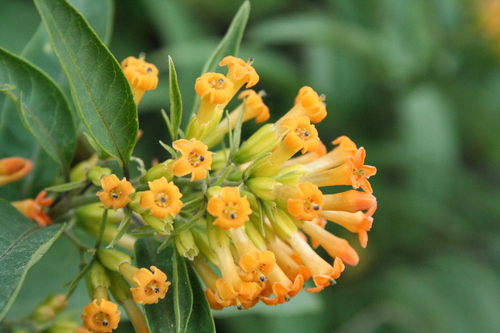 Cestrum thyrsoideum