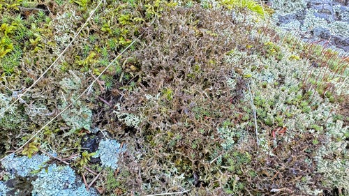 Cetraria ericetorum — photo