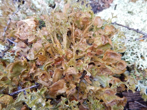 Cetraria ericetorum