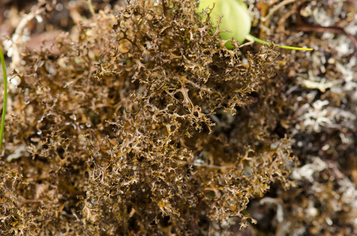 Cetraria islandica (Consumption moss) — photo