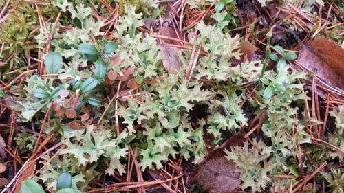 Parmeliaceae