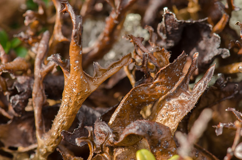 Cetraria islandica (Consumption moss) — photo