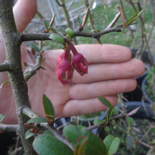 Chaenomeles cathayensis (Chinese quince) — photo