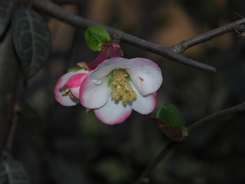 Chaenomeles cathayensis