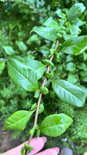Chaenomeles japonica (Flowering quince) — photo