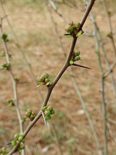 Chaenomeles japonica (Flowering quince) — photo