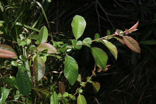 Chaenomeles speciosa (Japanese flowering quince) — photo